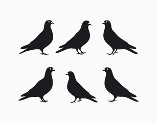 Obraz premium Pigeon Silhouette Vector Template on a White Background Isolated