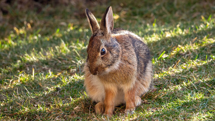 The wild bunny is enjoying a sunbathe under the sun after a long winter.