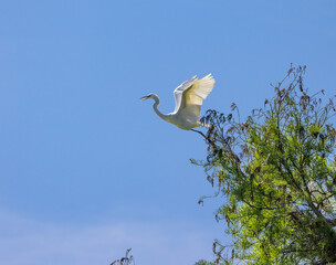 Great Egret in flight 