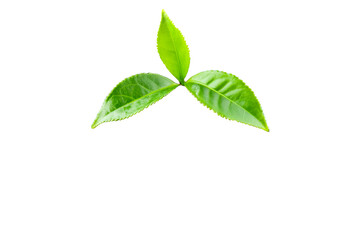 Fresh green tea leaves, isolated close-up on black background, cut out transparent