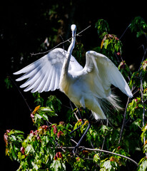 Great Egret perched in a tree