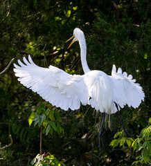 Great Egret perched in a tree