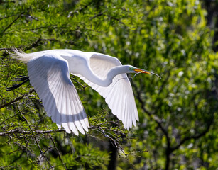 Great Egret in flight 