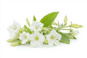 A close-up of a nicotiana flower isolated on a white background highlighting its delicate petals and fragrant elegance for a fresh and uniquely serene appeal