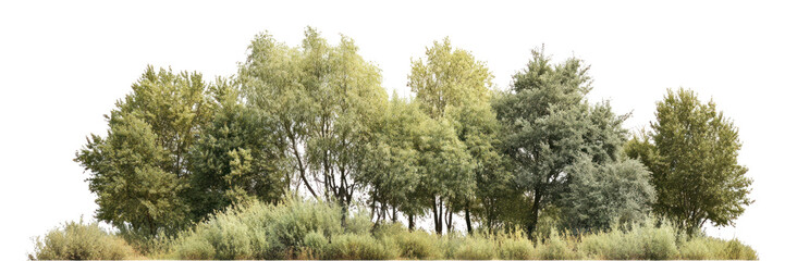 Fototapeta premium PNG Group of different trees forest outdoors scenery.