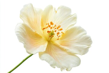 Fototapeta premium A close-up of a rock rose isolated on a white background showcasing its delicate petals and rustic elegance for a fresh and timelessly serene appeal