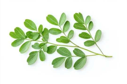 A close-up of rue leaves isolated on a white background showcasing their delicate texture and rustic elegance for a fresh and timelessly serene appeal