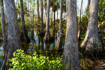 The Everglades National Park, Florida, USA