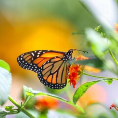 butterfly on a flower