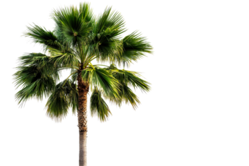 Tropical palm tree with vibrant leaves, isolated, cut out transparent