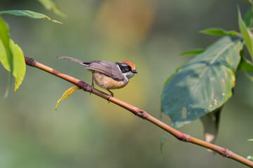 BLACK THROATED TIT