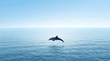 Fototapeta premium Dolphin Leaping In Calm Ocean Waters