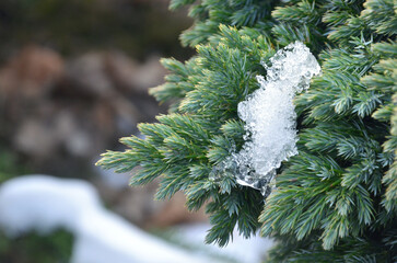  Juniperus Squamata 'Blue Star' evergreen conifer plant .Closeup branches with needles covered snow...