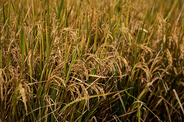 Close-up of ripe rice in a paddy field. Rice plantations on the island of Bali.