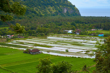 Panorama of the amazing landscape of Asian rice terraces. Palm trees in a rice paddy on the island of Bali. A view of the bright green rice fields.