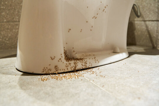 A colony of ants hides their eggs under the toilet in the bathroom. The problem with insects in the house.