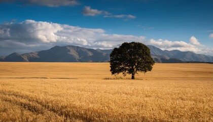 solitary tree in a golden field with a distant mountain range