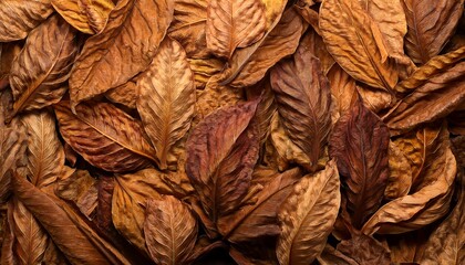 tobacco leaves texture and background