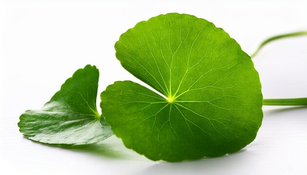 green centella asiatica leaves on white background macro detail