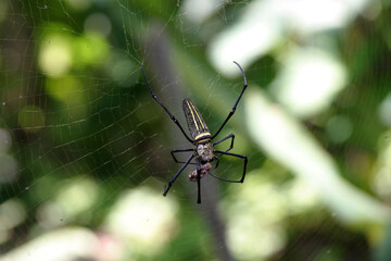 Large tropical spider eating prey.