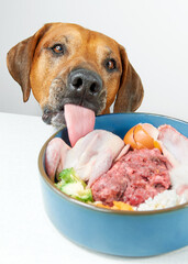 Natural food for dog Dog is trying to eat food from a bowl on the table Close-up