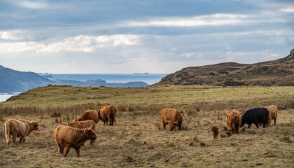 
Herd of Scottish Highlanders with calves on the west coast of the isle of Mull