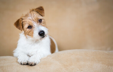 Face of a happy cute jack russell terrier puppy as pricking up her ears. Pet dog background.
