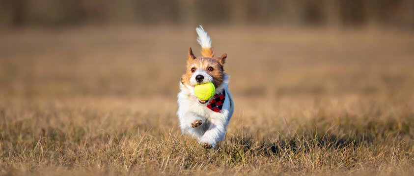 Playful happy active dog runs and brings back her tennis toy ball in the grass