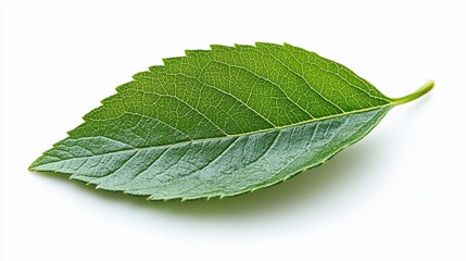 Obraz premium Single green leaf isolated on white background; nature, botany