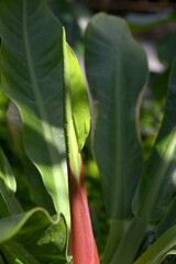ボウカズラの新芽
