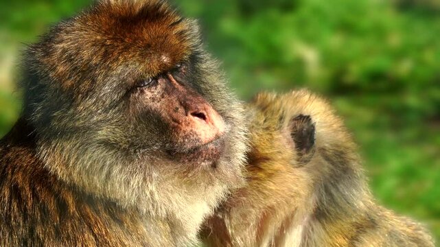4K extreme close-up of a large male macaque monkey and his mate sitting in. The male turns his head and looks directly at the camera chewing at Folly Farm Zoo, Pembrokeshir, Wales

