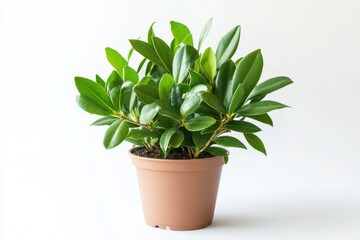 Bay laurel in a pot isolated on white background highlighting its fragrant and lush green leaves
