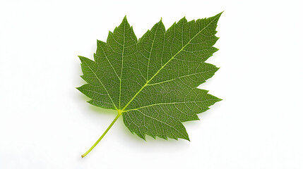 Fototapeta premium Detailed Green Leaf On White Background