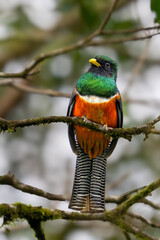 The collared trogon, Trogon collaris is a near passerine bird, family Trogonidae