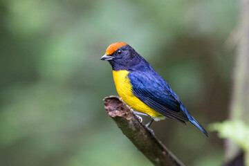 The tawny-capped euphonia, Euphonia anneae is a bird in the family Fringillidae