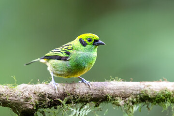 The emerald tanager, Tangara florida, is a species of bird in family Thraupidae