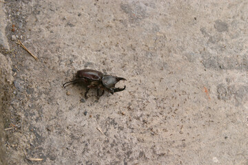 Dead dung beetle with ants crawling on it.