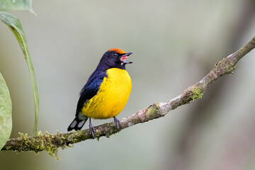 The tawny-capped euphonia, Euphonia anneae is a bird in the family Fringillidae
