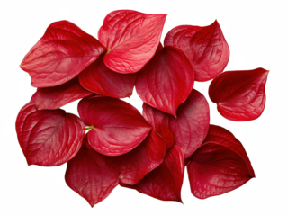 A close up of red leaves with a white background. The leaves are arranged in a way that they look like a heart