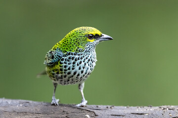 The speckled tanager, Ixothraupis guttata, is a medium-sized passerine bird.