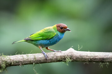 The bay-headed tanager, Tangara gyrola, is a medium-sized passerine bird.