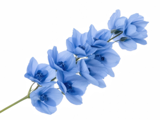 A blue flower with a white background. The flower is long and has a lot of petals