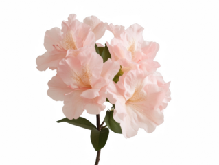 A single pink flower with a green stem. The flower is the main focus of the image. The flower is surrounded by a white background