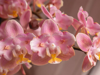 Soft Pink Phalaenopsis Orchid – Perfume Factory Variety