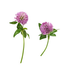 Set of pink clover flowers isolated on white or transparent background