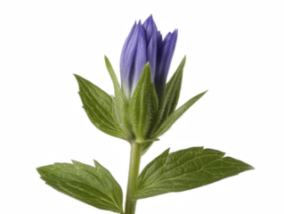 A single flower with a blue center and green leaves. The flower is the main focus of the image