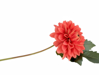 A red flower with a green stem. The flower is on a white background. The flower is the main focus of the image