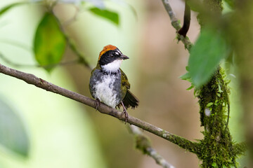 The chestnut-capped brushfinc, Arremon brunneinucha is a passerine bird