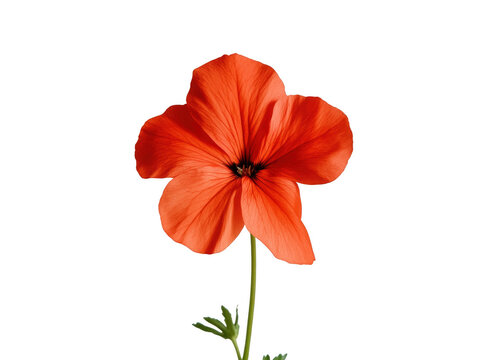 A single red flower with a green stem. The flower is the main focus of the image. The flower is in the center of the image and is surrounded by a white background