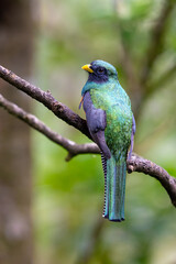 The collared trogon, Trogon collaris is a near passerine bird, family Trogonidae